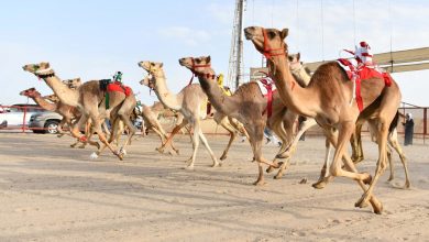 504977 - جريدة الوفاق الالكترونية